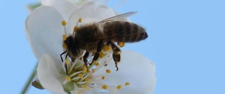 Arıları ne kadar tanıyorsunuz? Arılar hakkında ilginç bilgiler 14